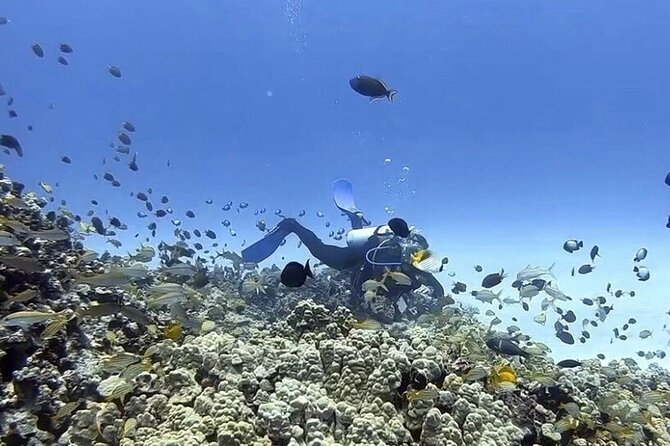 Guided Shore Dive - Frequently Asked Questions