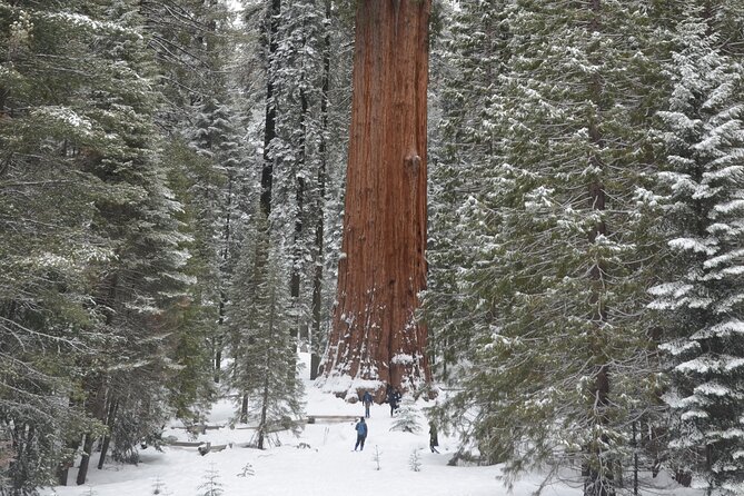 Heart of the Giant Forest Hike Review - Photographic Memories and Inclusions