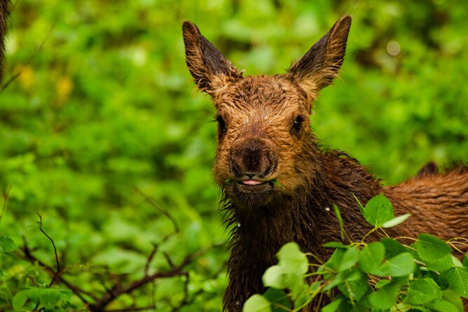 Island Park, Idaho Waterfalls and Wildlife Review - Pricing and Group Information
