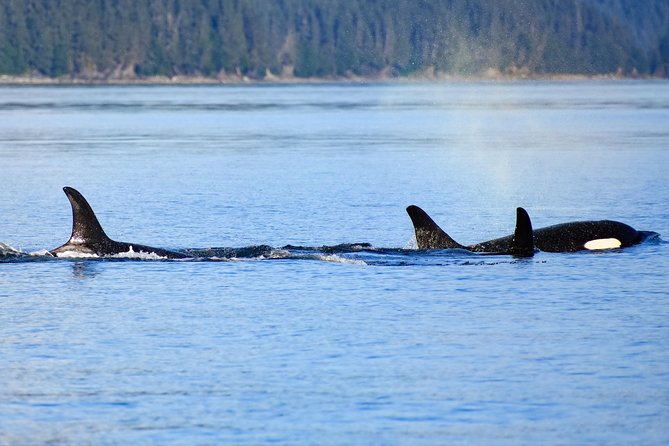 Juneau Lighthouse Tours - Whale Watching & Lighthouse Combo - Additional Information