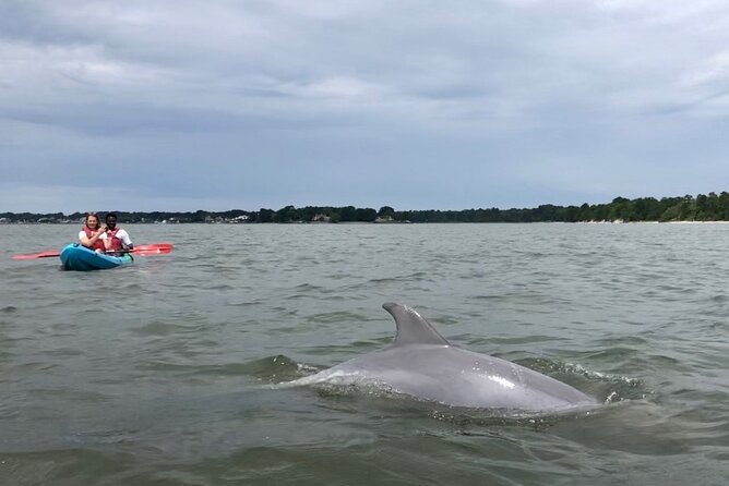 Kayak Dolphin Experience in Virginia Beach Must Know How to Swim - Participant Requirements