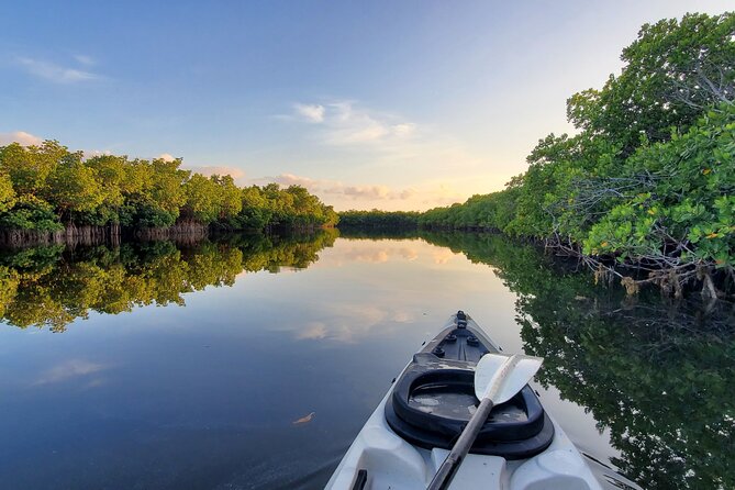 Kayak Through Mangrove Forests Review - Guide to the Mangrove Ecosystem