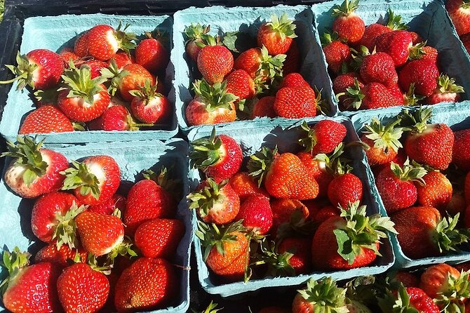 Lewin Farms, Lavender By The Bay and Tanger Outlets Full-Day Tour - Meeting Points