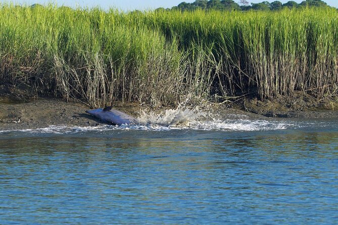 Morning Beaufort River Tour Review - Pricing and Value for Money