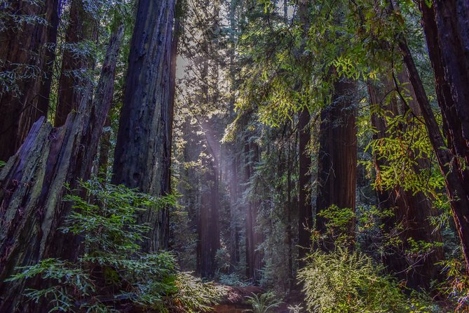 Muir Woods With Napa & Sonoma Wine Tour + Alcatraz & Aquarium Access - Attractions