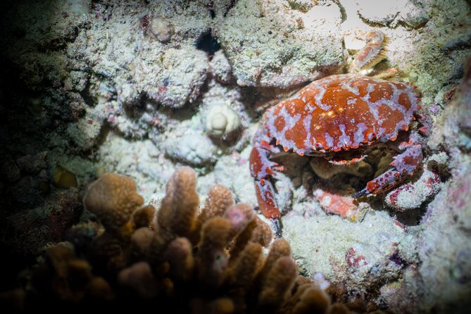 Night Dive Adventure in Oahu - Pricing and Cancellation Policy
