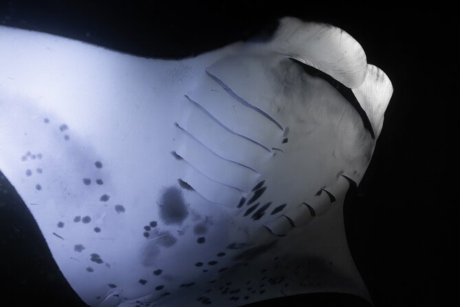 Night Manta Ray Snorkel Review: An Unforgettable Experience - Safety Measures and Accessibility Information