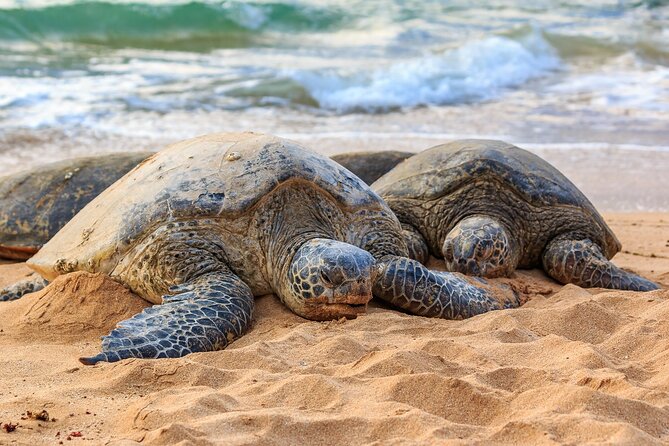 Oahu Circle Island Tour - Tour Cancellation and Booking Policy