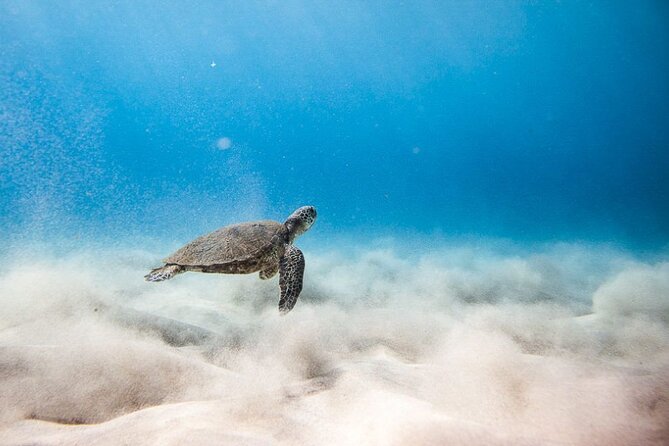 Oahu's Cheapest Circle Island Tour Review - Lunch and Snorkeling Experience