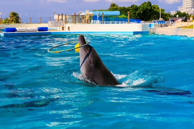 Okinawa Hip-hop Bus B Course Tour (Okinawa Churaumi Aquarium) - Accessibility and Participation