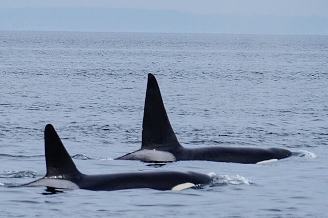 Orca Whale Tour Near Seattle Review - Insights From Recent Reviews