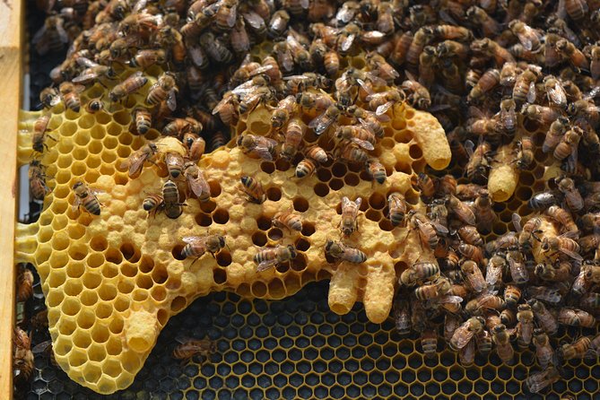 Private Hive Tour Review: Buzzing Experience - Safety and Accessibility Information