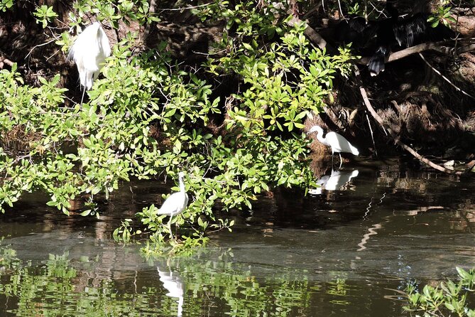 Private Key West National Wildlife Refuge Eco Trip - What to Expect on the Trip