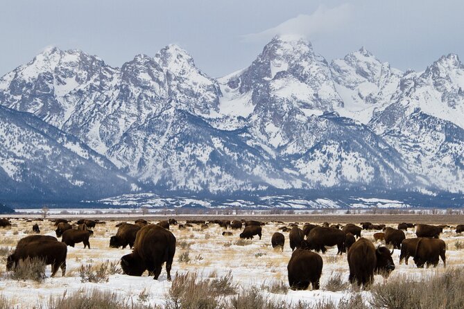 Private Tour Grand Teton National Park - Itinerary