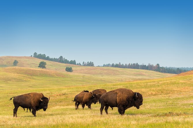 Private Tour Mt Rushmore Crazy Horse and Custer State Park - Frequently Asked Questions