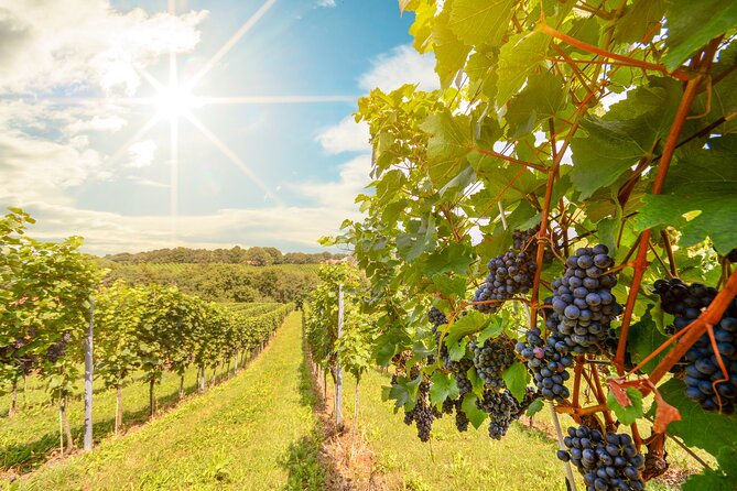 Private Tour Napa and Sonoma Valley Wine - Frequently Asked Questions
