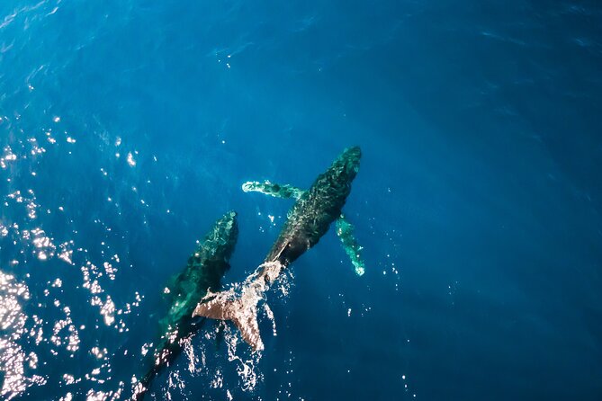 Private Whale Watching Tour of Oahu - Booking Information