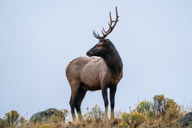 Private Wildlife Photography Tour Review - Photo Opportunities and Wildlife Sightings