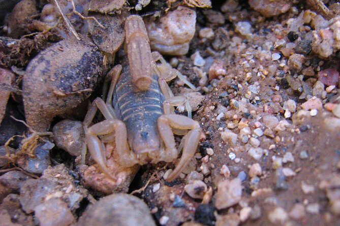 Reptile Hunting in The Sonoran Desert Review - Wildlife and Plant Life of the Sonoran Desert