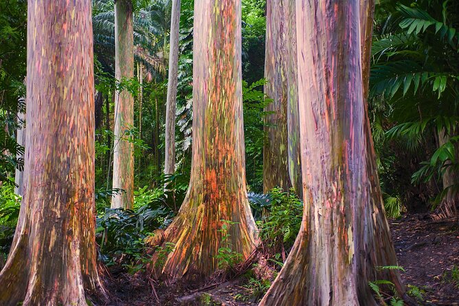 Road to Hana Full Day Tour Review - Personal Experiences and Highlights