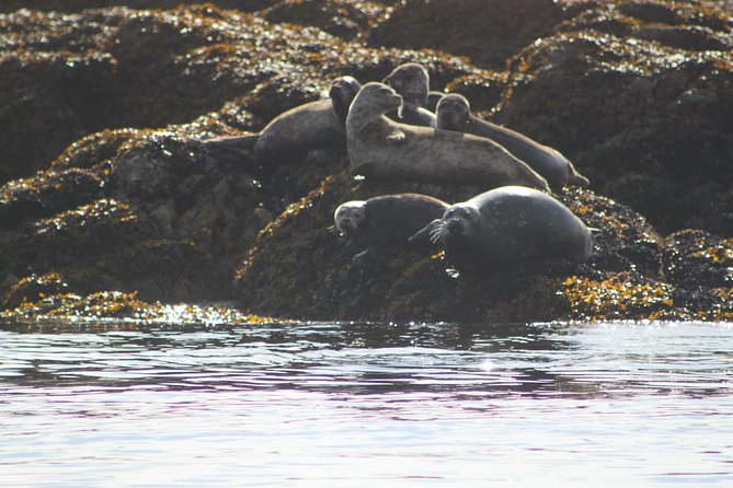 Saltwater Expedition Sightseeing & Wildlife Review - Wildlife and Scenic Observations