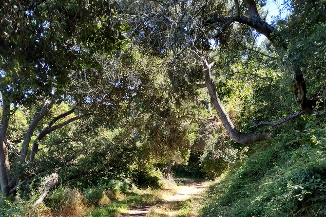 San Francisco E-bike Tour on Scenic Trails Review - E-bike Performance and Safety Features