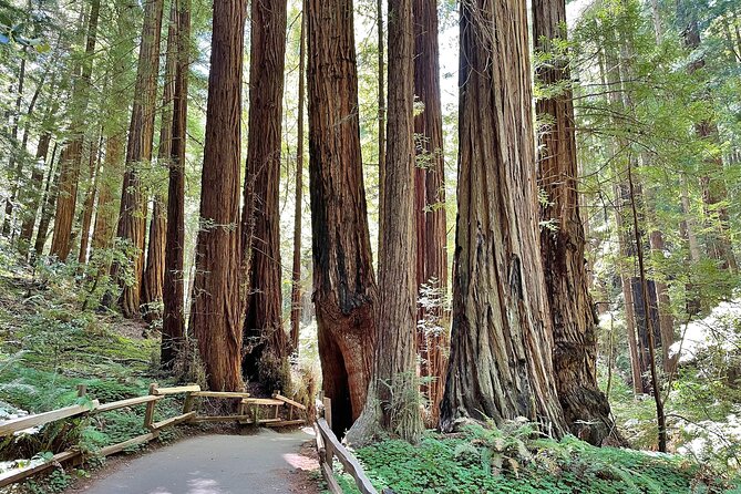 San Francisco to Muir Woods Cycling Tour - Lunch Options During the Tour