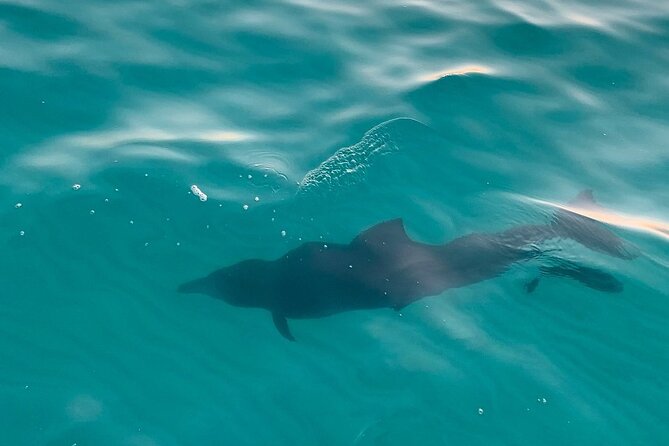 Sandestin Sunset Eco-Dolphin Cruise - Frequently Asked Questions