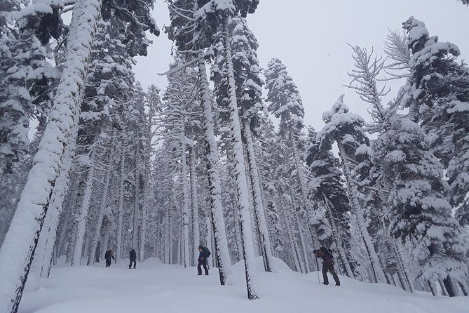 Scenic Sunset Snowshoe Tour - Taking in Winter Ecology and History