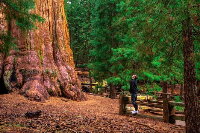 Shaka Guide: Sequoia National Park Audio Tour Guide - Meeting and End Points