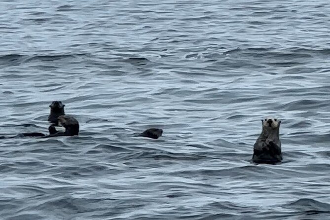 Sitka'S Private Wildlife Whale Adventure for 6 W/Transportation - Health and Safety Requirements