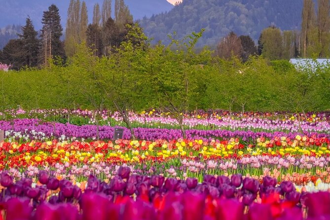 Tulip Valley Farms U Pick Experience - Educational Opportunities
