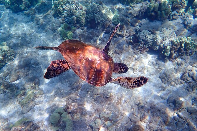 Turtle Town Beach Snorkel - Tour Overview