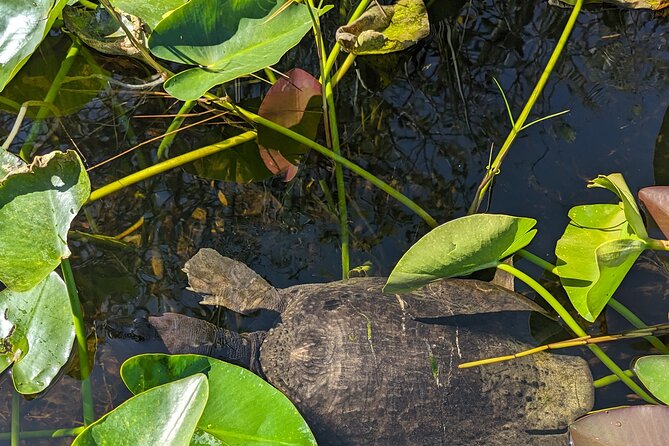 Visit the Everglades in French With Transfer and 1 Hour 30 Minute Airboat Ride - Exploring the Everglades in French