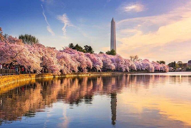 Washington D.C. Cherry Blossom Day Tour Review - Accessibility and Participant Guidelines