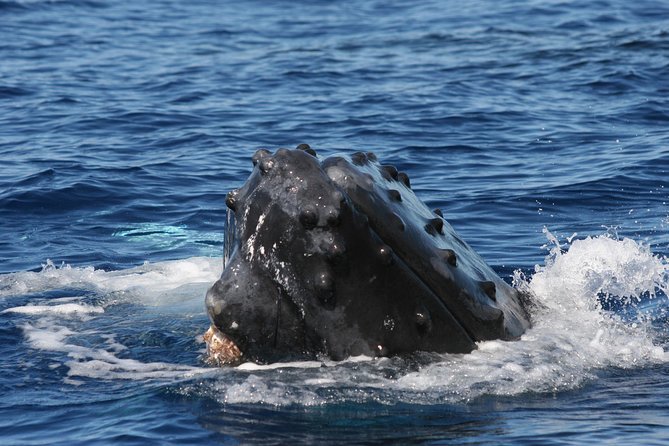 Whale Watch Cruise Aboard Malolo Review - Wildlife and Scenic Views