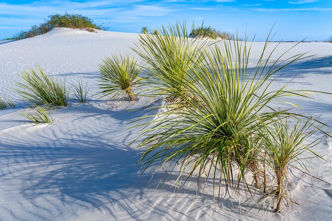 White Sands National Park Tour Review - Practical Tips for a Smooth Experience