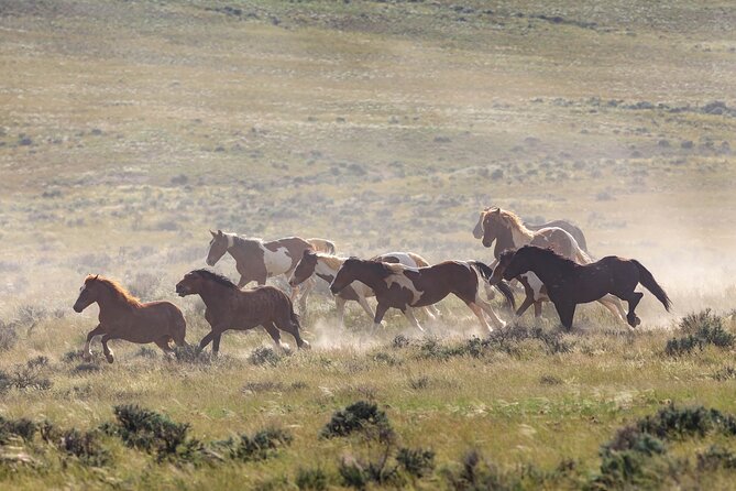 Wild Mustang Half Day Tour - Cody Wyoming - Private - Booking Details