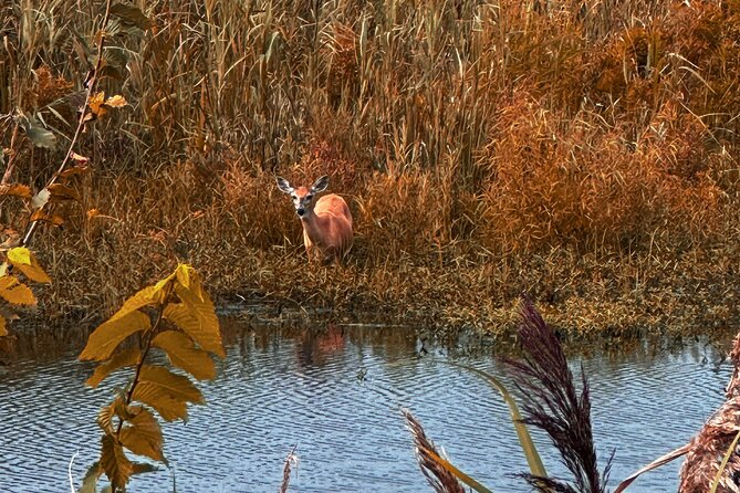 Wildlife Photo Safari - Exploring the Diverse Ecosystems