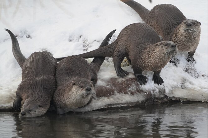 Wildlife Safari, Elk Refuge Sleigh Ride, Winter Camp Igloo Dinner - Wildlife Viewing in Grand Teton National Park
