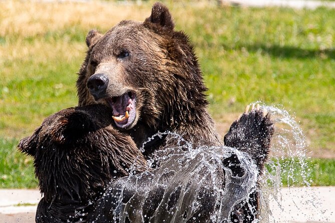 Yellowstone & Grand Teton Tour Review - Review of Included Activities and Seasonal Offers
