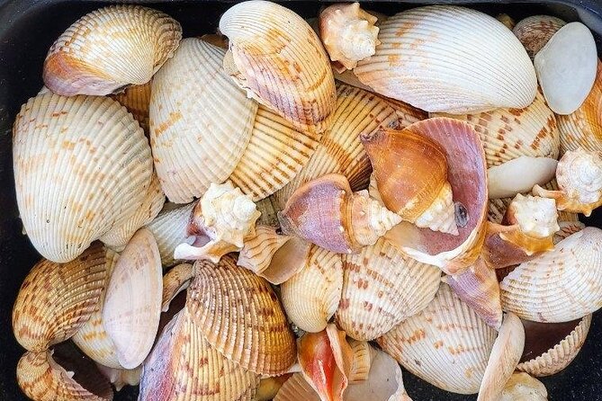 10,000 Islands Shelling Trip Marco Island FL - Frequently Asked Questions