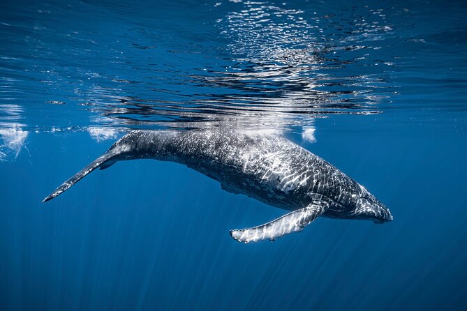 2Hour Whale Watching and Boat Cruise in Haleiwa Oahu Hawaii - What to Expect During the Whale Watching Cruise