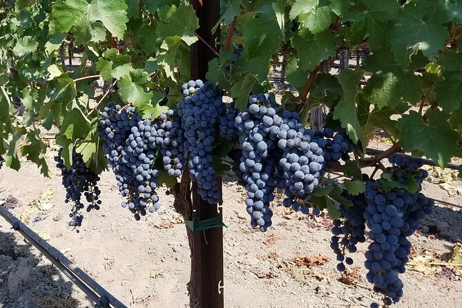 6-Hour Wine Country Tour From San Francisco - Winery Recommendations