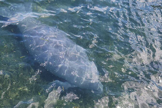 Afternoon Crystal River Ecological Boat Tour - Wildlife and Nature