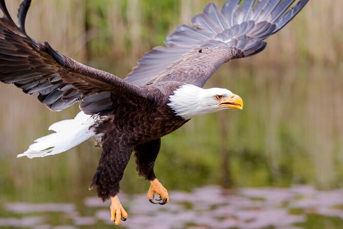 Alaska Wildlife Safari and Sightseeing Tour Review - Personal Experiences and Highlights