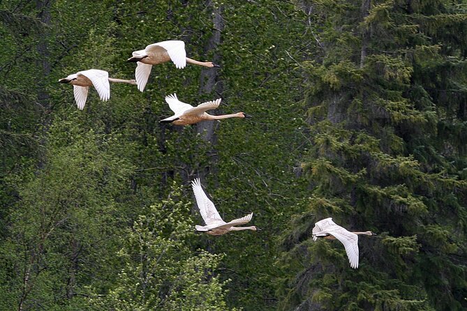 Chilkat River Jet-Boat Adventure in Haines - Confirming Your Booking
