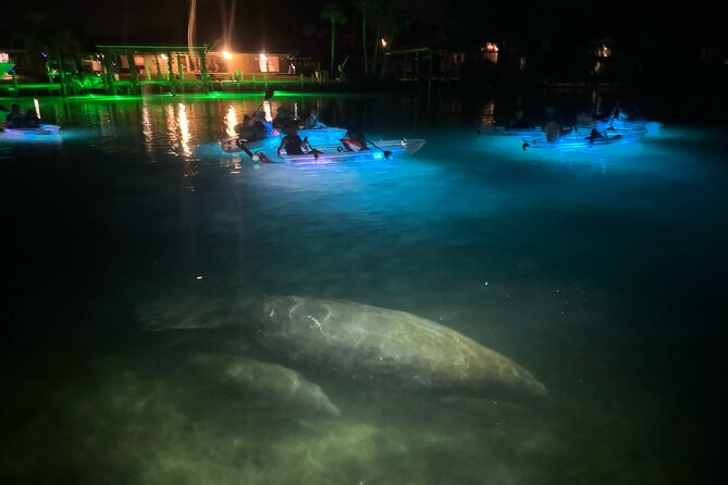 Clear Kayak Manatee Viewing Tour Review - Observing Manatees: Tips and Best Practices
