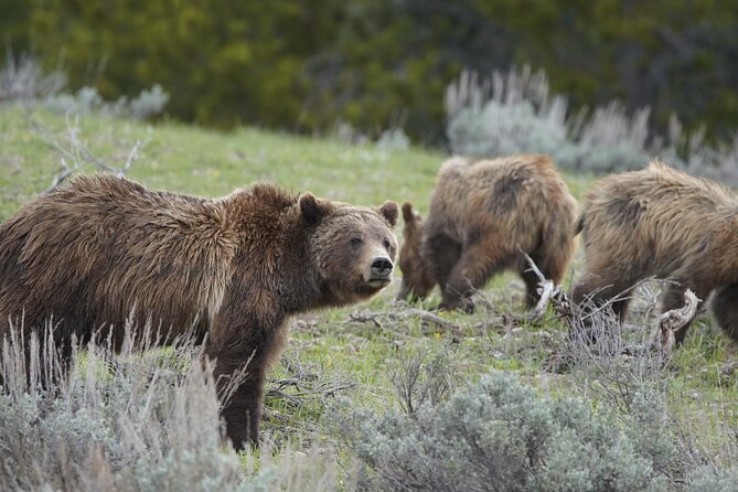 Full Day Private Guided Tour in Yellowstone National Park - Highlights of the Tour