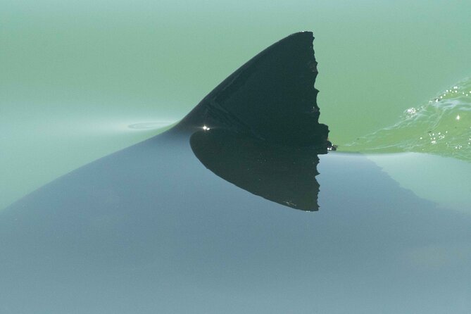 Great White Sharks Topside in Monterey Bay - What to Expect on the Tour
